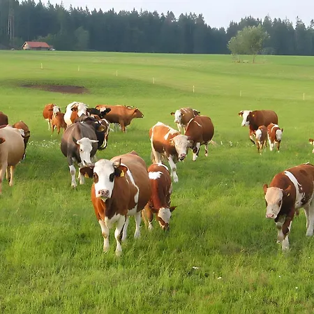 Haus Am Kaltenbach *